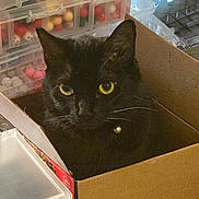 Crybaby is registered to the contest to win money with this photo: black_cat, cat, cardboard_box, yellow_eyes, pet, indoor, container, plastic_box, craft_supplies, beads, storage, feline, whiskers, close_up, domestic_cat, curious, sitting, animal, table, background