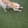 dog, canine, pet, animal, grass, outdoor, stretching, fur, white, brown, playful, nature, mammal, paw, ears, snout, tail, green, lawn, daytime