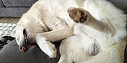 Angelo a rejoint le concours — aidez-le/la à gagner de superbes lots ! dog, white_dog, couch, indoor, pet, relaxed, sleeping, fur, paw, animal, domestic_animal, lying_down, canine, cozy, furniture, home, upside_down, resting, blur, nap