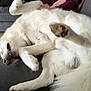dog, white_dog, couch, indoor, pet, relaxed, sleeping, fur, paw, animal, domestic_animal, lying_down, canine, cozy, furniture, home, upside_down, resting, blur, nap