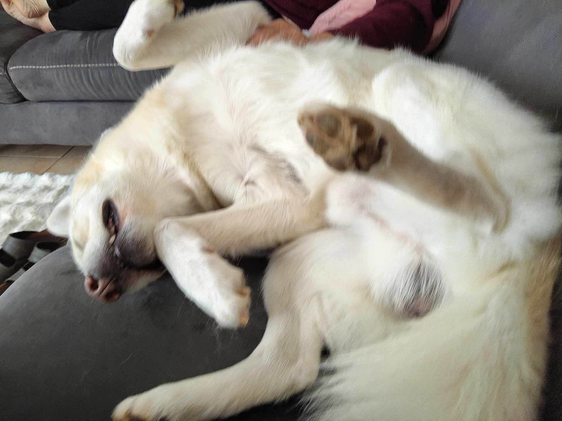 Angelo a rejoint le concours — aidez-le/la à gagner de superbes lots ! dog, white_dog, couch, indoor, pet, relaxed, sleeping, fur, paw, animal, domestic_animal, lying_down, canine, cozy, furniture, home, upside_down, resting, blur, nap