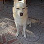 animal, blue_eyes, canine, dog, ears, flooring, fur, looking, nose, outdoor, pattern, pet, serious_expression, shadow, sitting, sunlight, tail, tile_floor, white_dog, wicker_chair
