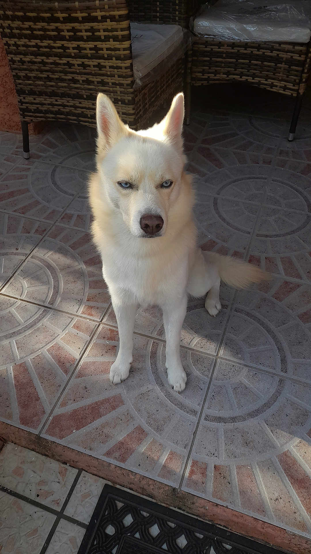 Angelo