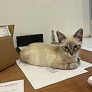 Bounty a rejoint le concours — aidez-le/la à gagner de superbes lots ! cat, kitten, siamese_cat, animal, pet, feline, blue_eyes, pointed_ears, cream_fur, brown_markings, lying_down, resting, desk, table, paperwork, documents, office, cardboard_box, indoors, portrait