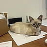 cat, kitten, siamese_cat, animal, pet, feline, blue_eyes, pointed_ears, cream_fur, brown_markings, lying_down, resting, desk, table, paperwork, documents, office, cardboard_box, indoors, portrait