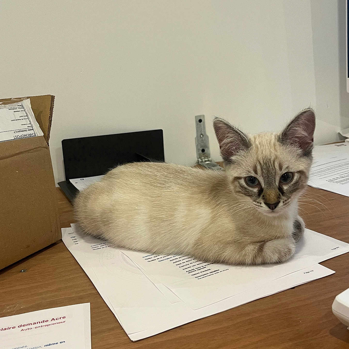Bounty a rejoint le concours — aidez-le/la à gagner de superbes lots ! cat, kitten, siamese_cat, animal, pet, feline, blue_eyes, pointed_ears, cream_fur, brown_markings, lying_down, resting, desk, table, paperwork, documents, office, cardboard_box, indoors, portrait