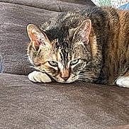 Minnie is registered to the contest to win money with this photo: cat, tabby, feline, pet, indoor, resting, couch, brown, fur, paw, quilt, cozy, sleepy, animal, mammal, domestic, whiskers, ears, face, closeup