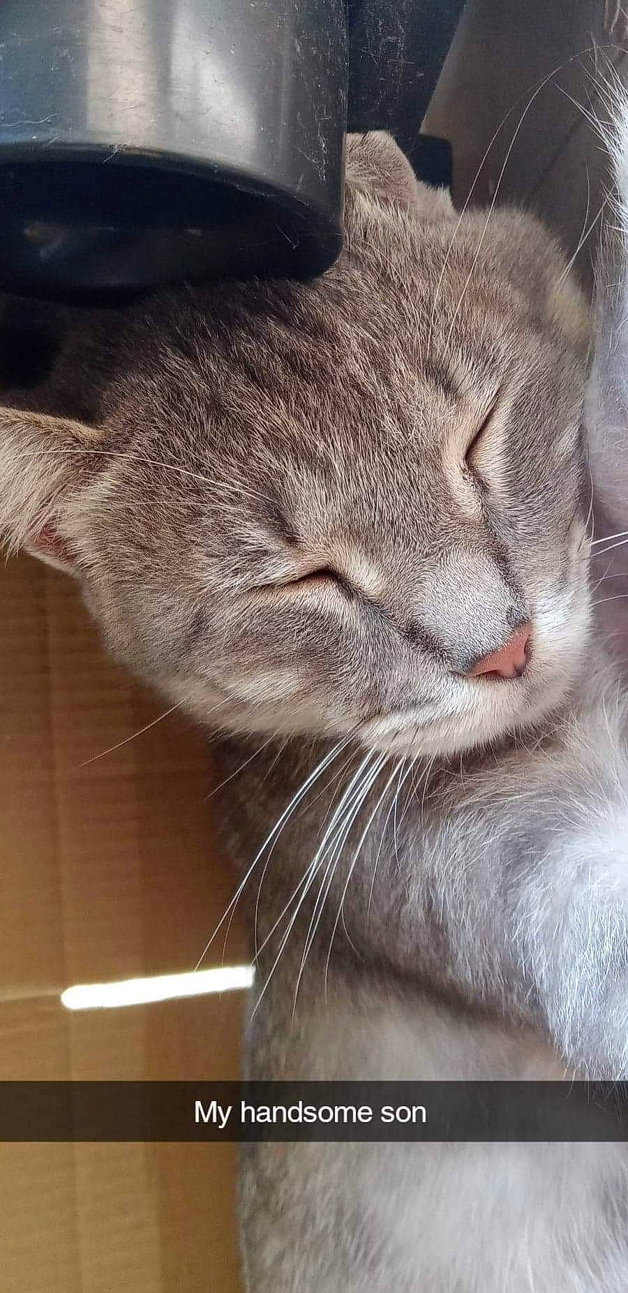 Moofer Floof is registered to the contest to win money with this photo: carnivore, cat, claw, comfort, domestic_short_haired_cat, ear, felidae, fur, paw, small_to_medium_sized_cats, snout, tail, whiskers, window