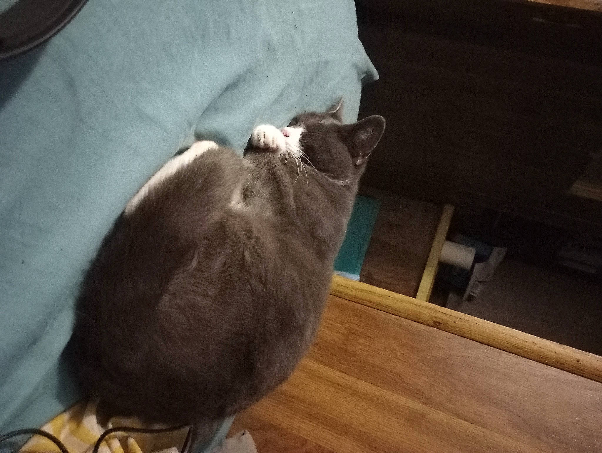 Baghera joined the competition — help win amazing prizes! canidae, cat, comfort, dog_breed, domestic_short_haired_cat, fawn, felidae, flooring, fur, hardwood, plank, room, russian_blue, small_to_medium_sized_cats, snout, tail, varnish, whiskers, wood, wood_stain