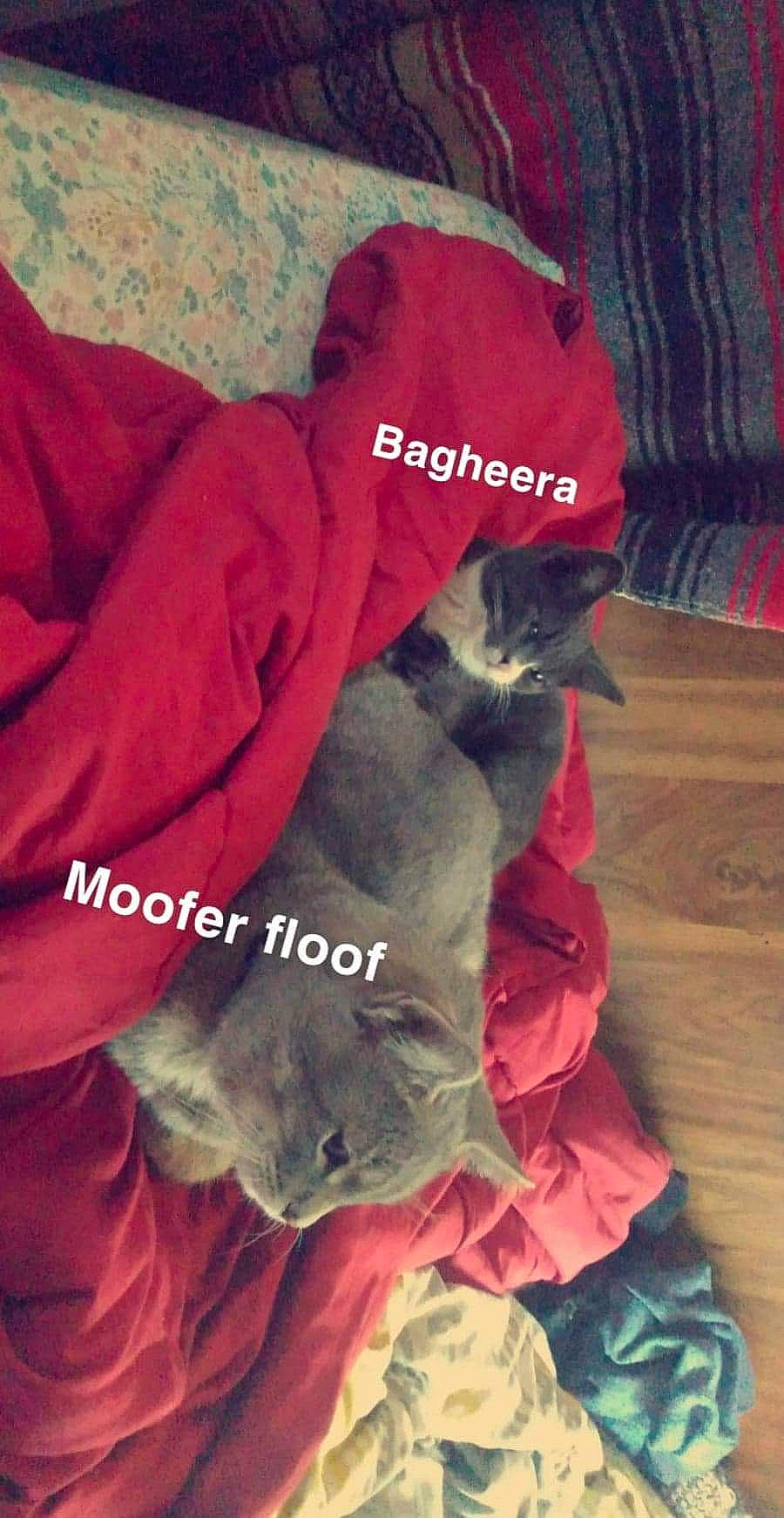 Baghera joined the competition — help win amazing prizes! carmine, carnivore, cat, comfort, electric_blue, felidae, font, fur, grey, hardwood, linens, magenta, petal, photo_caption, red, sleeve, small_to_medium_sized_cats, textile, whiskers, wood