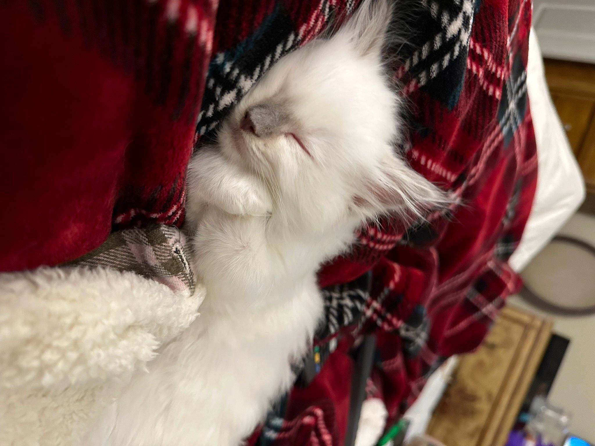 Buddy joined the competition — help win amazing prizes! carmine, carnivore, cat, claw, comfort, companion_dog, event, felidae, fur, human_leg, lap, santa_claus, small_to_medium_sized_cats, snout, tail, tartan, textile, thigh, tree, whiskers