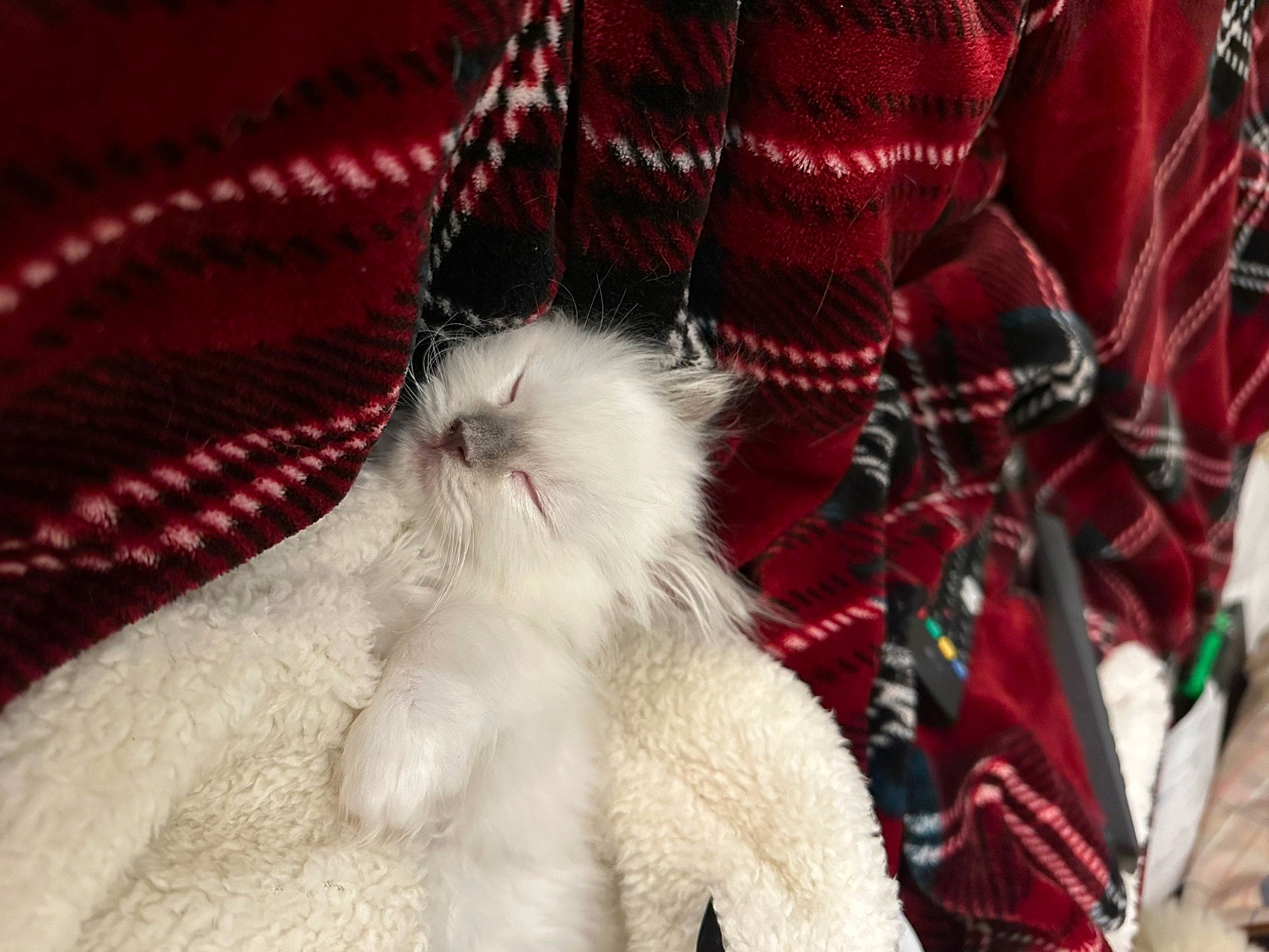 Buddy is registered to the contest to win money with this photo: carmine, carnivore, cat, claw, event, fashion_accessory, feather, felidae, fur, linens, magenta, pattern, paw, plaid, small_to_medium_sized_cats, snout, tail, tartan, whiskers, wool