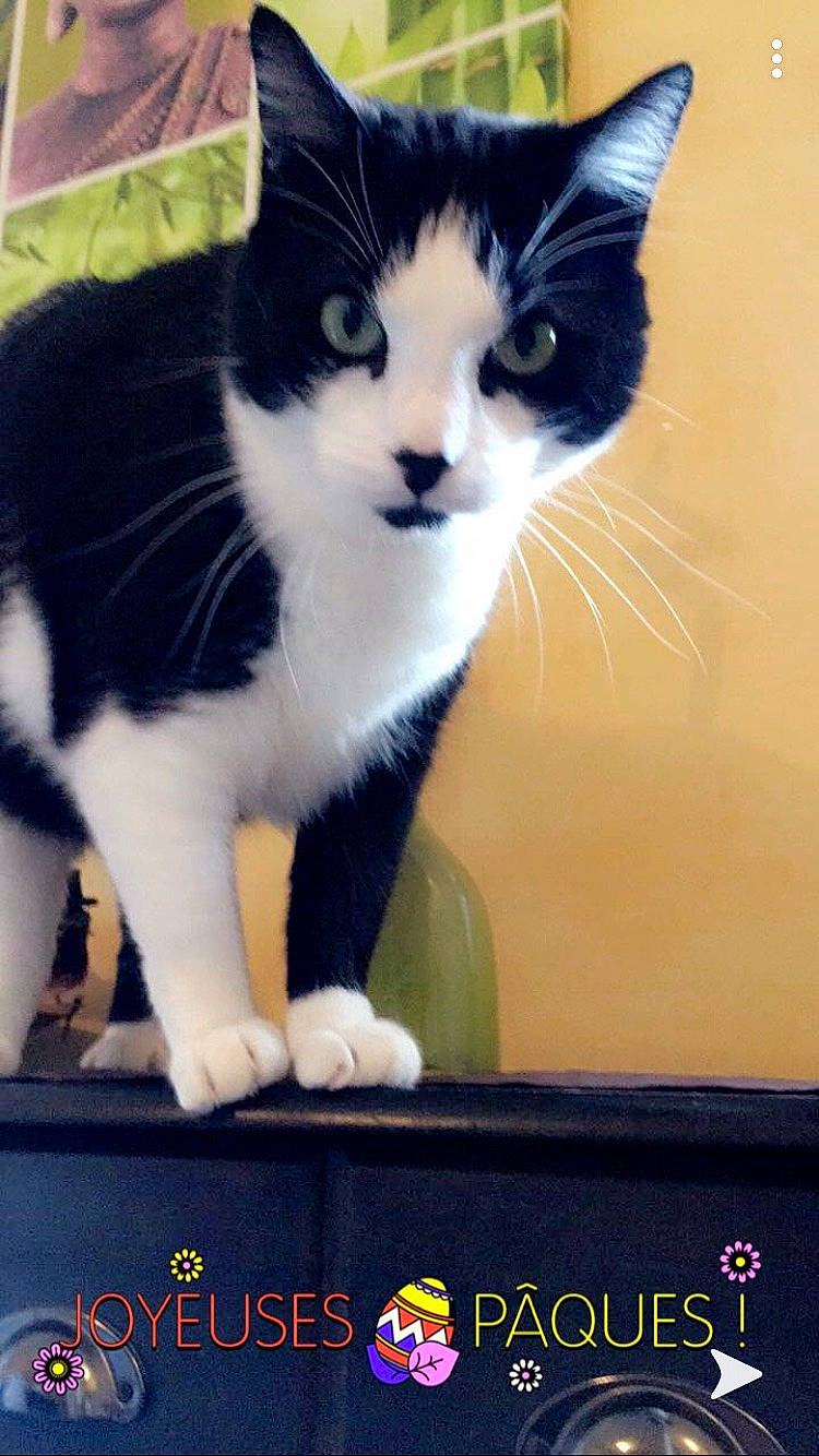 Goya a rejoint le concours — aidez-le/la à gagner de superbes lots ! box, carnivore, cat, cat_supply, domestic_short_haired_cat, felidae, foot, fur, lap, leg, logo, paw, photo_caption, rectangle, sitting, small_to_medium_sized_cats, snout, tail, whiskers, window