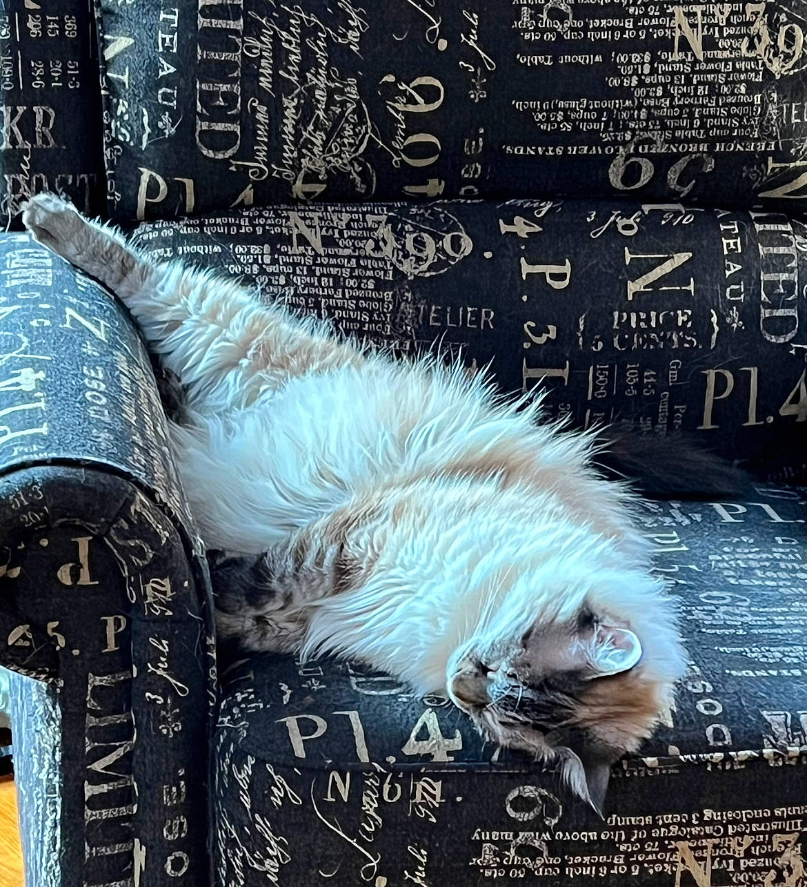 Butters joined the competition — help win amazing prizes! advertising, book, book_cover, cat, chalk, couch, electric_blue, felidae, font, fur, graphic_design, handwriting, organism, paw, photo_caption, publication, small_to_medium_sized_cats, snapshot, tail, whiskers