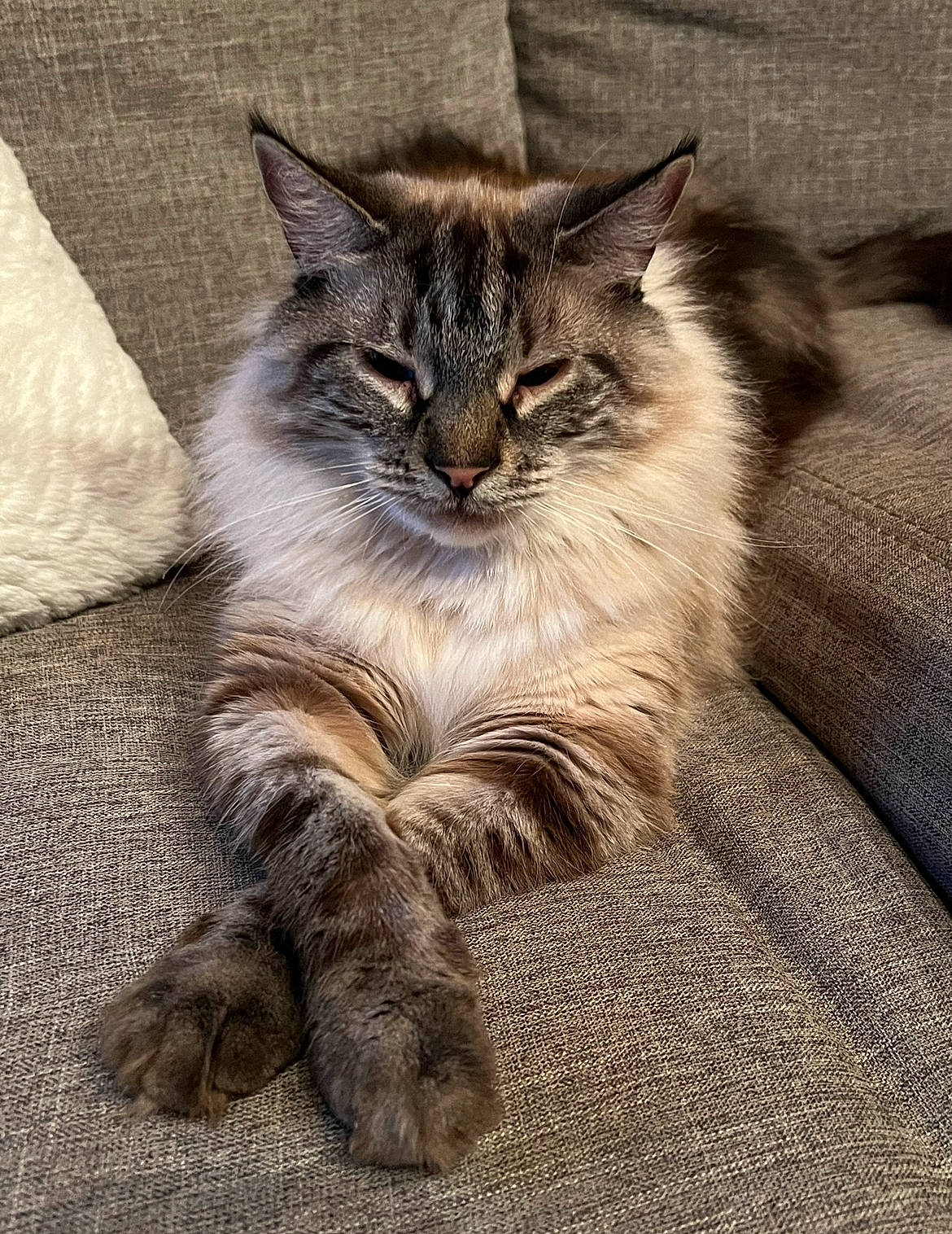 Butters joined the competition — help win amazing prizes! carnivore, cat, claw, domestic_short_haired_cat, eye, fawn, felidae, fur, grey, iris, paw, road_surface, sitting, small_to_medium_sized_cats, snout, tail, terrestrial_animal, whiskers, wildlife, wood