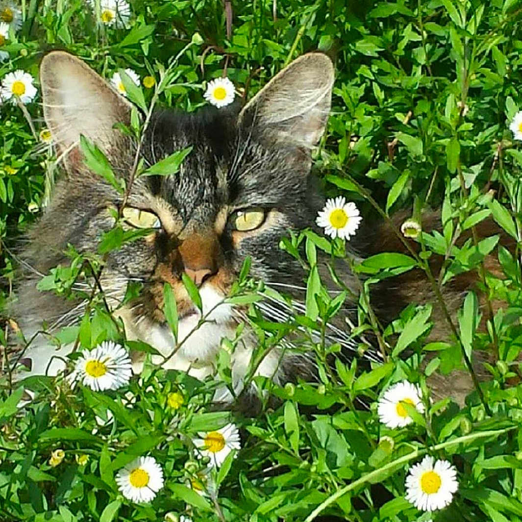 Everett participe au concours pour gagner de l'argent avec cette photo : animal, camouflage, cat, closeup, daisies, daylight, eyes, flowers, foliage, greenery, leaf, mammal, nature, outdoor, pet, plants, spring, summer, tabby, wildlife