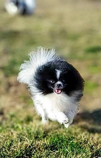 Panda is registered to the contest to win money with this photo: canidae, carnivore, companion_dog, dog, dog_breed, fur, grass, grassland, non_sporting_group, snout, soil, sporting_group, tail, terrestrial_animal, toy_dog, working_animal