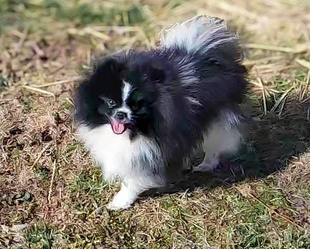 Panda joined the competition — help win amazing prizes! canidae, carnivore, companion_dog, dog, dog_breed, fur, german_spitz_klein, grass, herding_dog, non_sporting_group, snout, sporting_group, terrestrial_animal, toy_dog, working_animal, working_dog