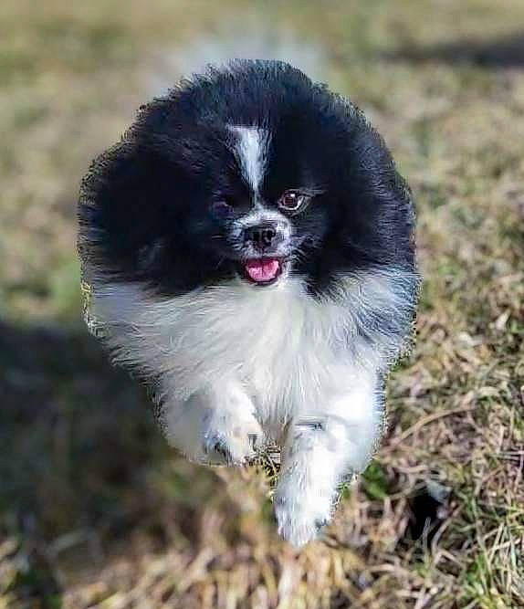 Panda joined the competition — help win amazing prizes! balance, canidae, carnivore, companion_dog, dog, dog_breed, fur, grass, non_sporting_group, snout, sporting_group, terrestrial_animal, working_animal, working_dog