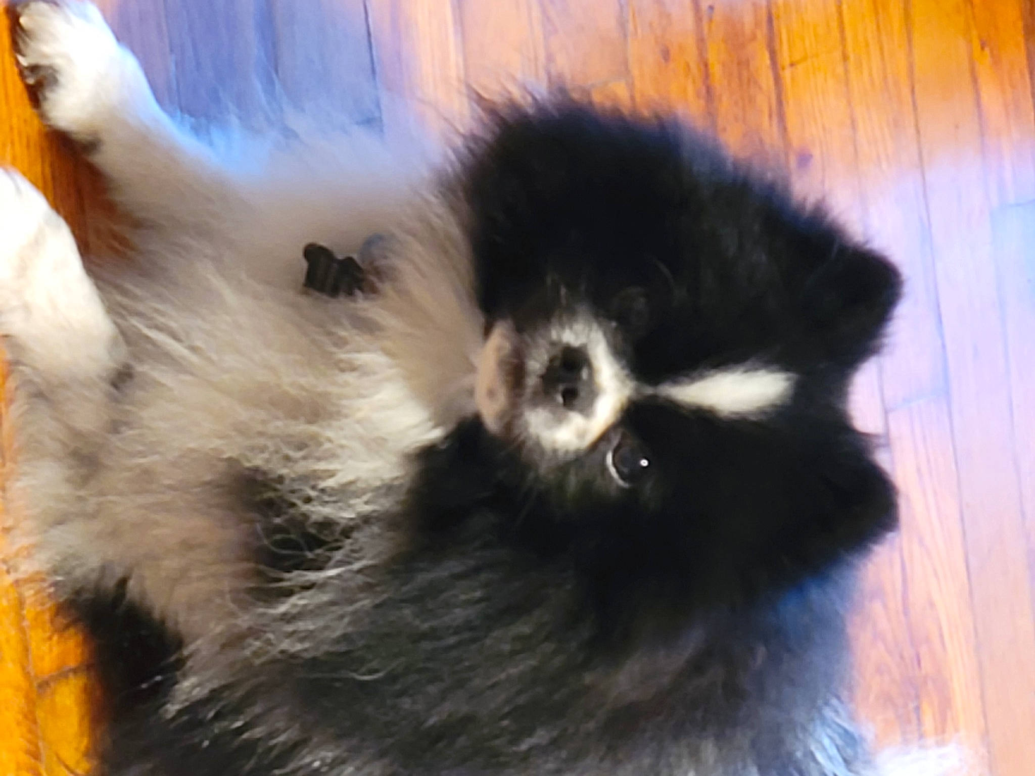 Panda joined the competition — help win amazing prizes! canidae, companion_dog, dog_breed, fur, tail, terrestrial_animal, wildlife