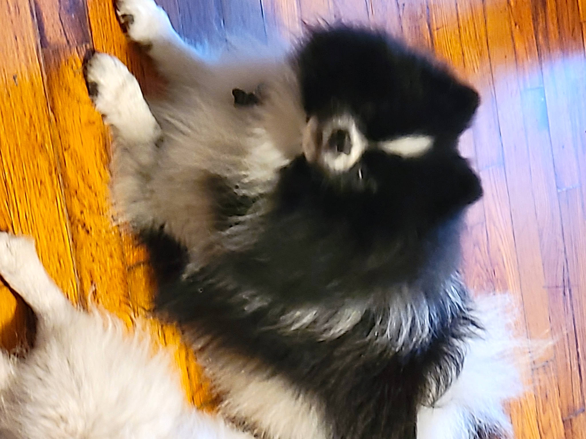 Panda is registered to the contest to win money with this photo: canidae, carnivore, claw, companion_dog, dog_breed, fawn, felidae, fur, german_spitz_klein, paw, skunk, small_to_medium_sized_cats, snout, sporting_group, striped_skunk, tail, terrestrial_animal, whiskers, wildlife, wood