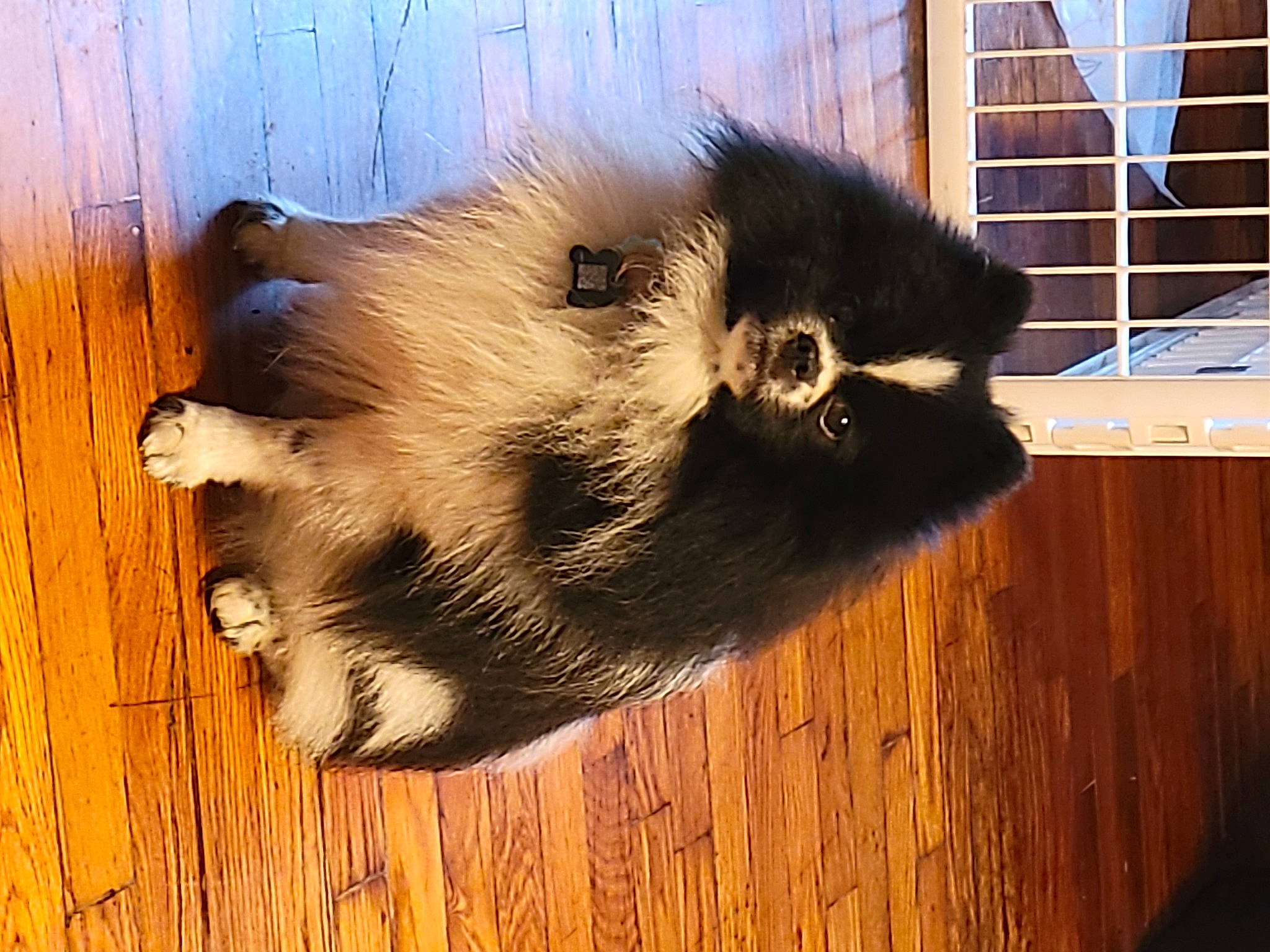 Panda joined the competition — help win amazing prizes! canidae, carnivore, claw, dog_breed, felidae, flooring, fur, hardwood, natural_material, paw, small_to_medium_sized_cats, snout, tail, terrestrial_animal, whiskers, window, wood, wood_stain