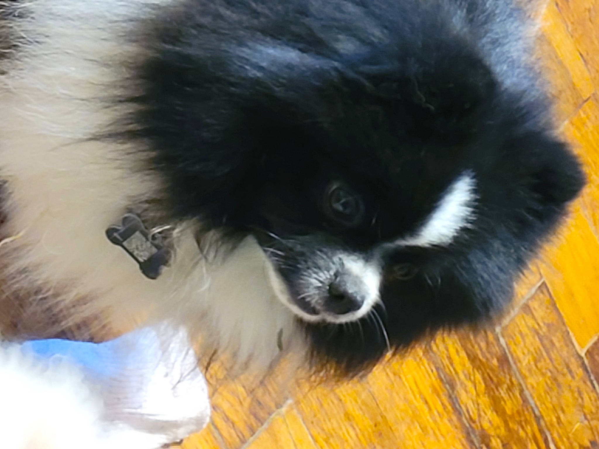 Panda is registered to the contest to win money with this photo: canidae, carnivore, claw, companion_dog, dog_breed, fur, non_sporting_group, primate, snout, sporting_group, tail, terrestrial_animal, toy_dog, whiskers