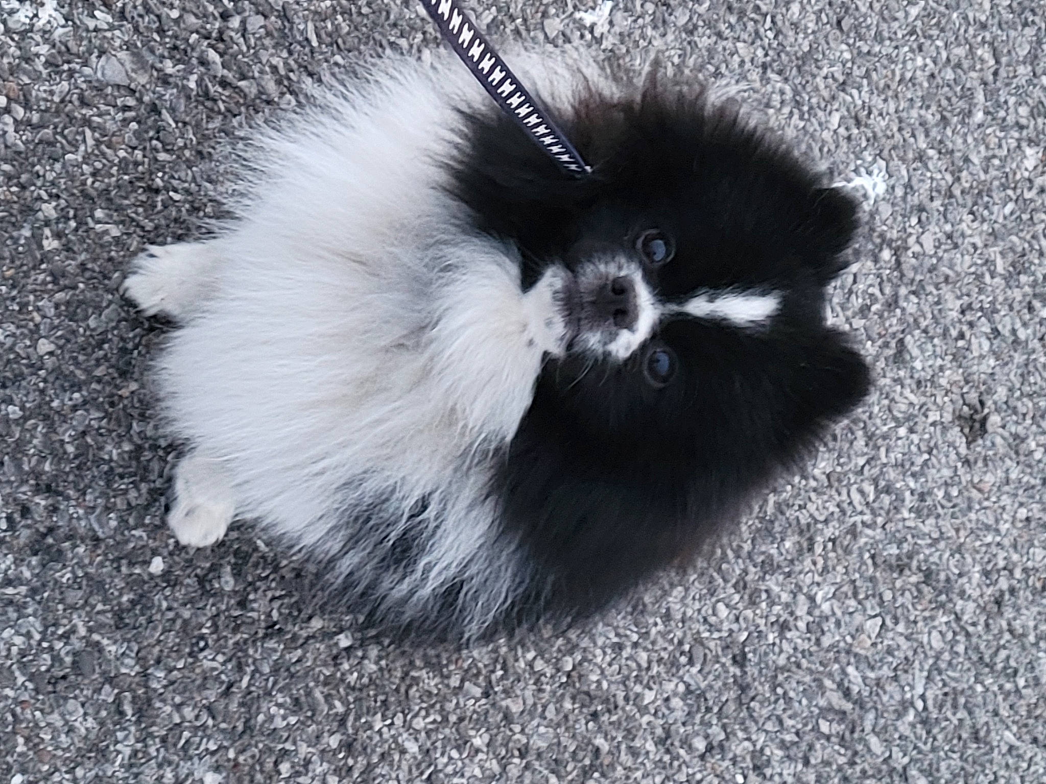 Panda joined the competition — help win amazing prizes! arthropod, asphalt, fur, monochrome, monochrome_photography, paw, road_surface, shadow, snout, soil, striped_skunk, tail, terrestrial_animal, whiskers, wildlife