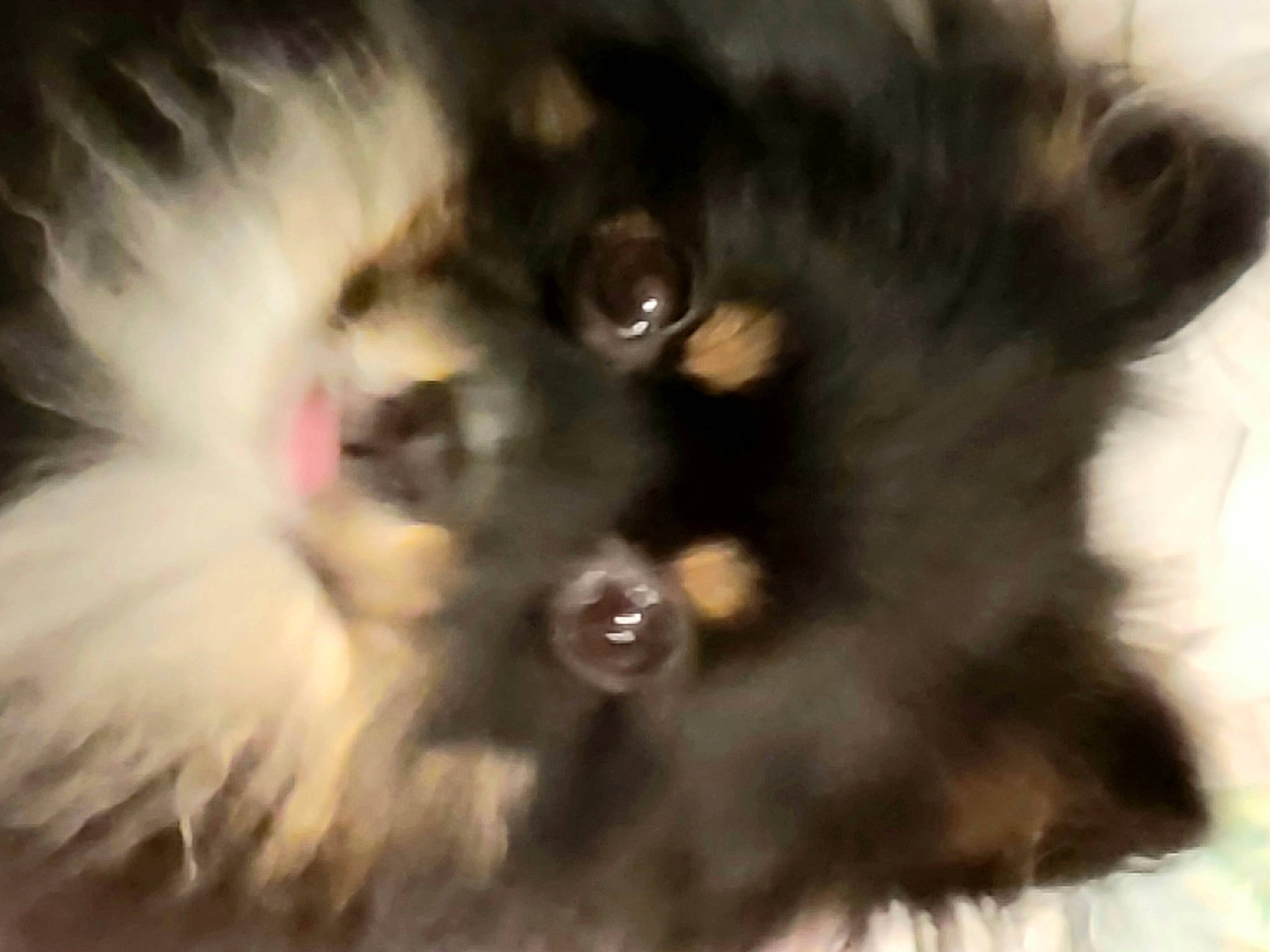 Maci is registered to the contest to win money with this photo: black_cat, canidae, carnivore, cat, claw, close_up, companion_dog, dog_breed, fawn, felidae, fur, mammal, paw, small_to_medium_sized_cats, snout, tail, terrestrial_animal, whiskers