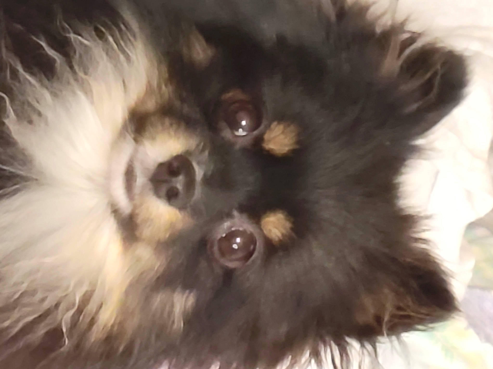 Maci is registered to the contest to win money with this photo: canidae, carnivore, close_up, companion_dog, dog, dog_breed, dog_supply, fawn, fur, german_spitz, german_spitz_klein, german_spitz_mittel, liver, snout, spitz, sporting_group, terrestrial_animal, toy_dog, whiskers, working_animal