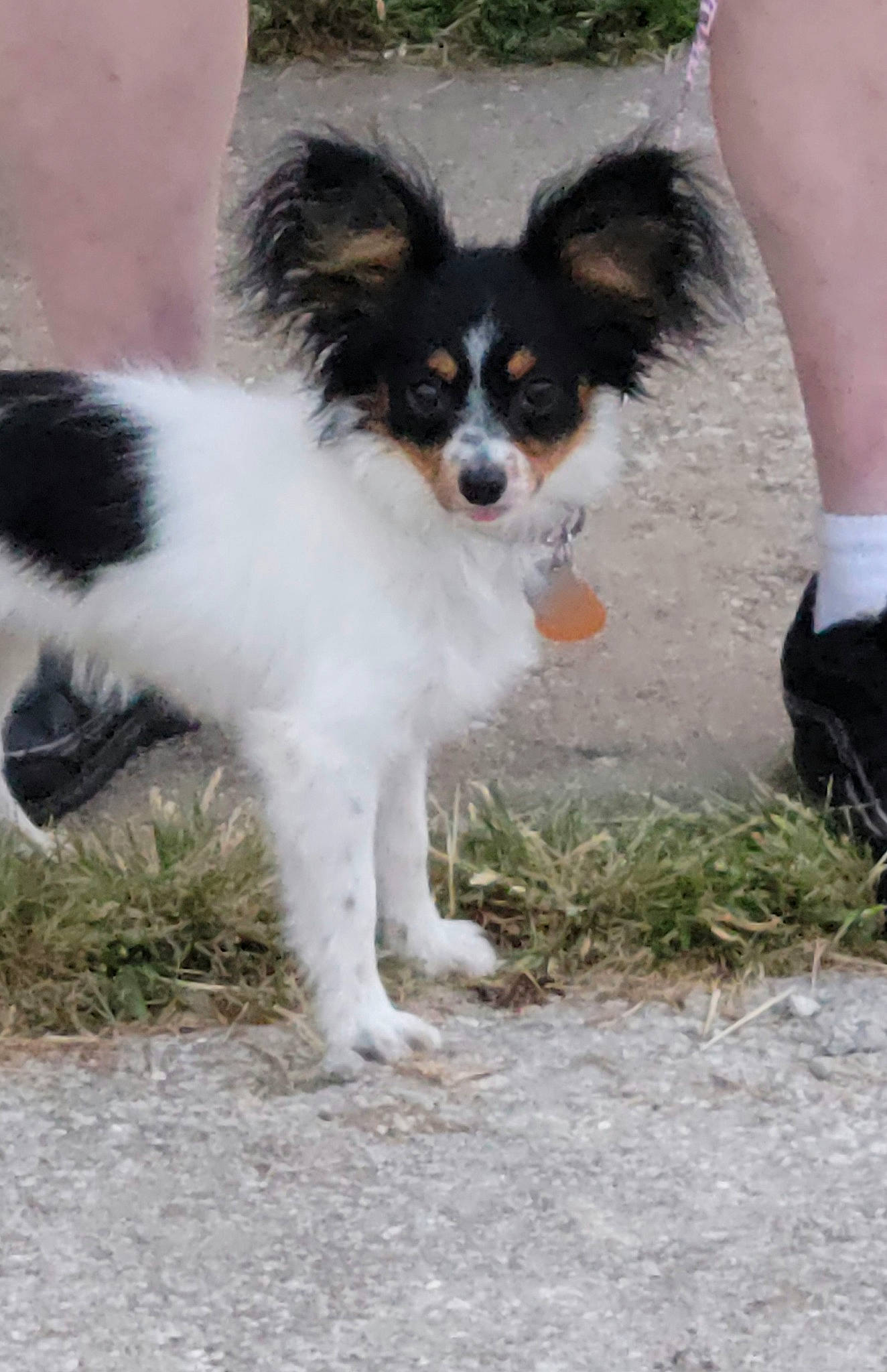 Bee joined the competition — help win amazing prizes! calf, canidae, carnivore, companion_dog, dog, dog_breed, fawn, foot, fur, grass, human_leg, plant, snout, sporting_group, tail, terrestrial_animal, thigh, toy_dog, whiskers, working_animal