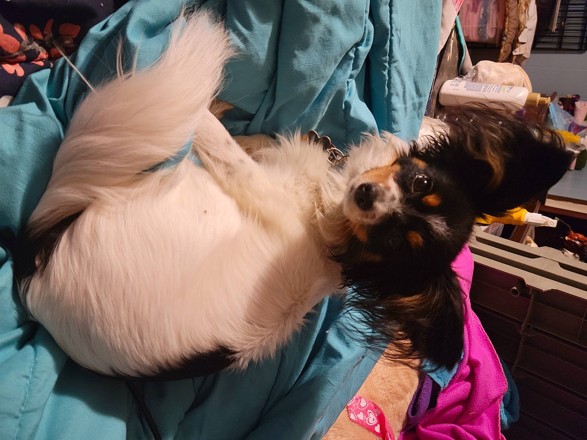 Bee is registered to the contest to win money with this photo: beard, carnivore, collar, companion_dog, dog, dog_breed, ear, eyewear, fashion_accessory, fawn, felidae, fur, mammal, pomeranian, snout, sunglasses, terrier, toy_dog, whiskers, working_animal