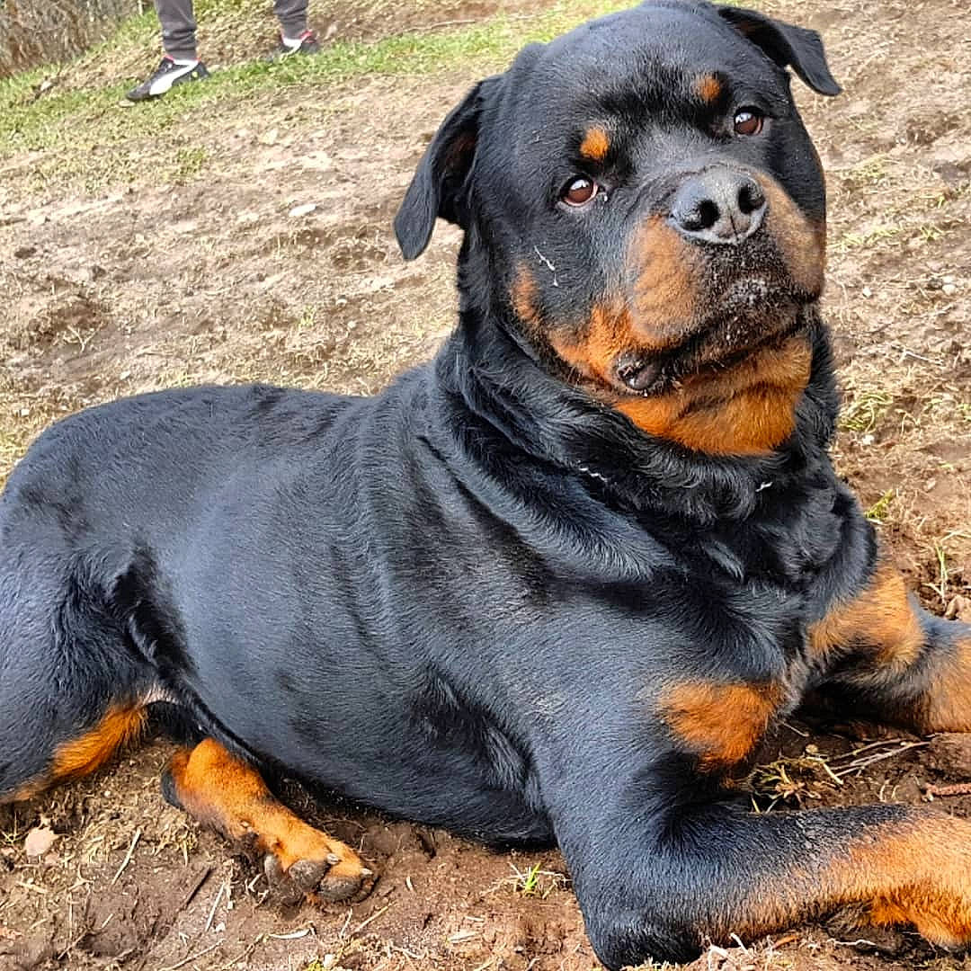 Gun a rejoint le concours — aidez-le/la à gagner de superbes lots ! ancient_dog_breeds, canidae, carnivore, companion_dog, dog, dog_breed, fawn, giant_dog_breed, mammal, molosser, polish_hunting_dog, rare_breed_dog, rottweiler, sporting_group, vertebrate, working_dog