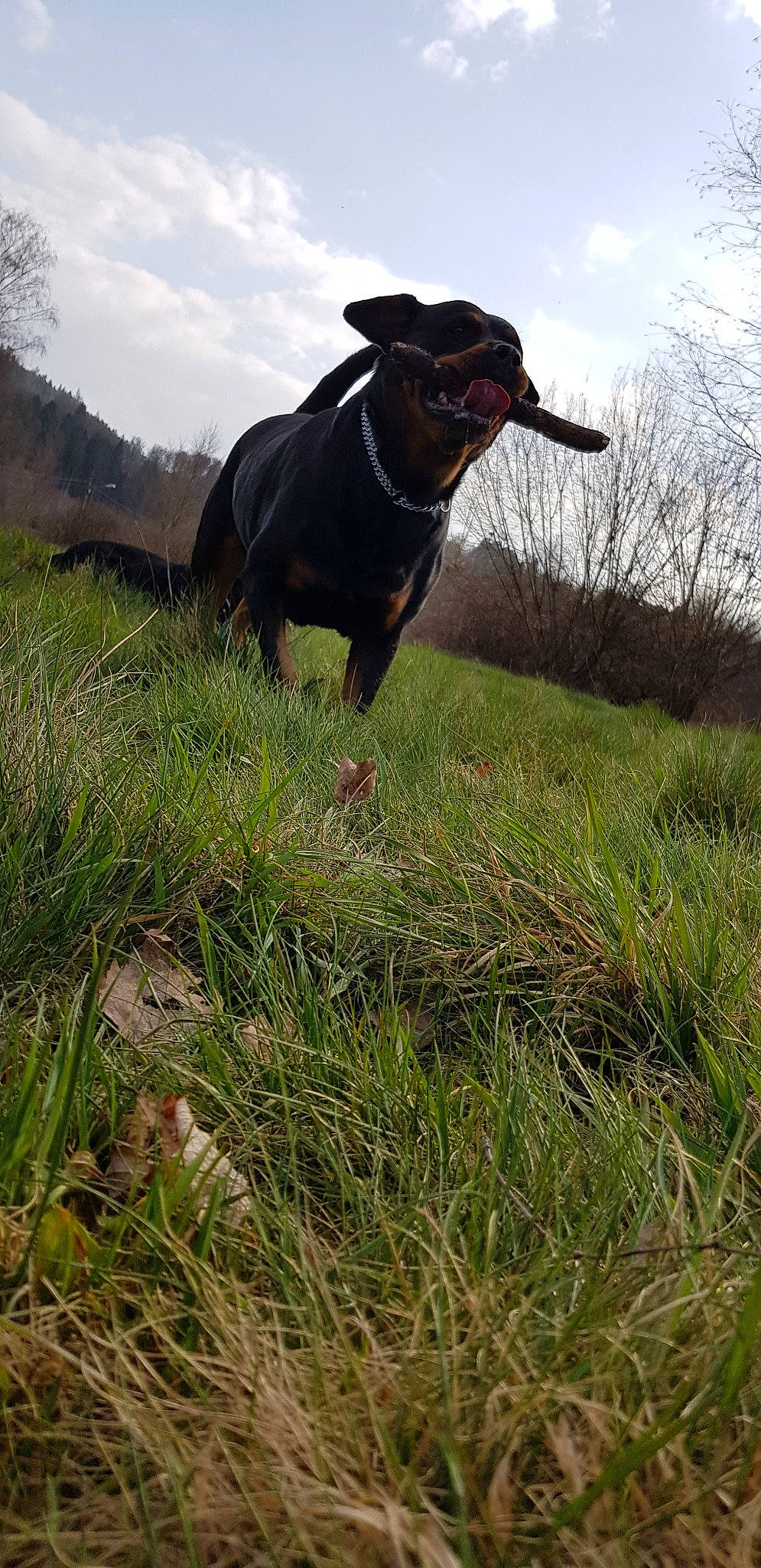 Xena a rejoint le concours — aidez-le/la à gagner de superbes lots ! canidae, carnivore, dog, dog_breed, grass, hunting_dog, labrador_retriever, plant, sporting_group