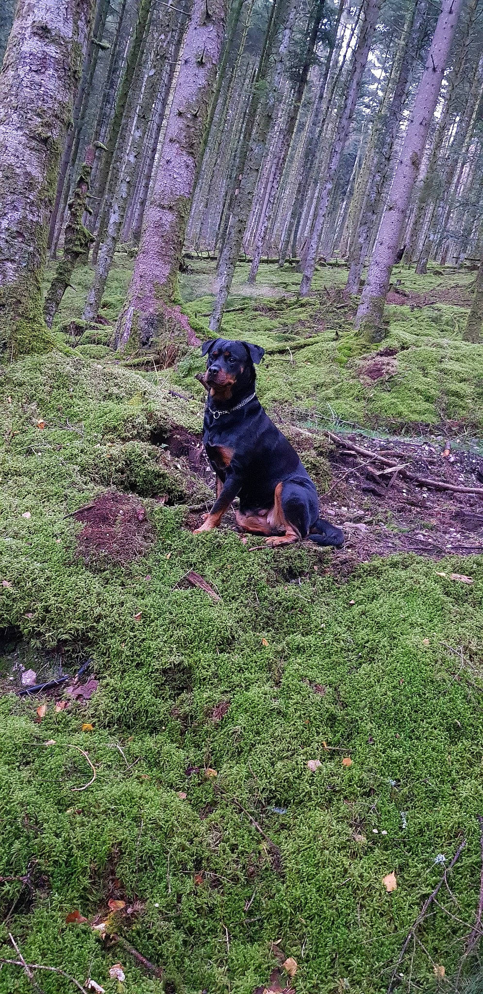 Xena participe au concours pour gagner de l'argent avec cette photo : beauceron, canidae, carlin_pinscher, carnivore, dog, dog_breed, forest, grass, guard_dog, hunting_dog, jagdterrier, plant, polish_hunting_dog, rottweiler, sporting_group, transylvanian_hound, working_dog