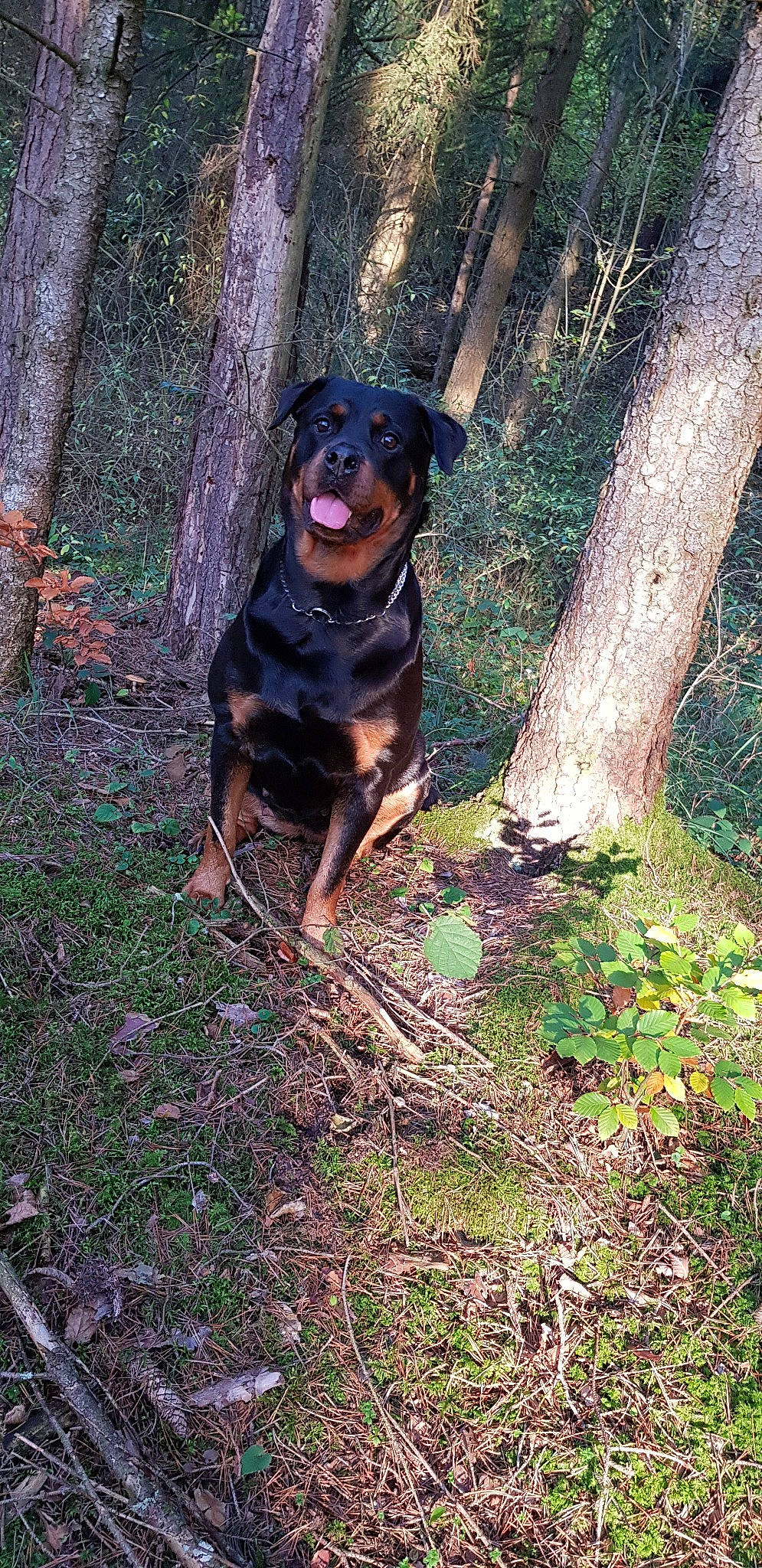 Xena a rejoint le concours — aidez-le/la à gagner de superbes lots ! austrian_black_and_tan_hound, canidae, carlin_pinscher, carnivore, dog, dog_breed, hunting_dog, mammal, polish_hunting_dog, rottweiler, smaland_hound, transylvanian_hound, vertebrate, working_dog