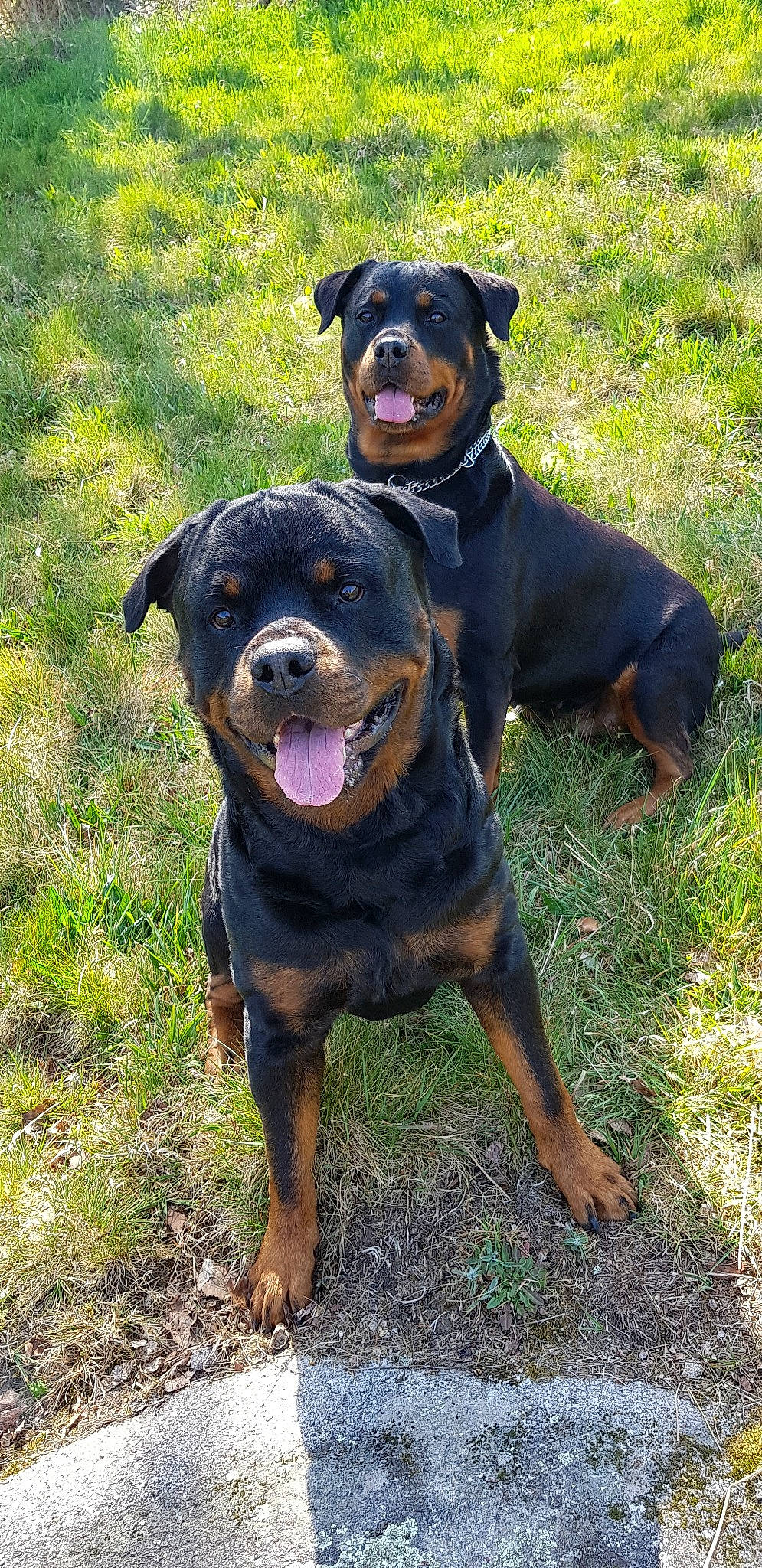 Xena participe au concours pour gagner de l'argent avec cette photo : austrian_black_and_tan_hound, black_and_tan_terrier, canidae, carlin_pinscher, carnivore, companion_dog, dog, dog_breed, fawn, german_pinscher, huntaway, hunting_dog, mammal, miniature_pinscher, molosser, rare_breed_dog, rottweiler, snout, vertebrate, working_dog