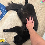 Triton joined the competition — help win amazing prizes! black_cat, cat, pet, animal, floor, hand, human, toy, mouse_toy, wooden_floor, paw_print_mat, nails, fur, relaxed, playful, indoor, cozy, stretching, pet_care, domestic