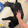 black_cat, cat, pet, animal, floor, hand, human, toy, mouse_toy, wooden_floor, paw_print_mat, nails, fur, relaxed, playful, indoor, cozy, stretching, pet_care, domestic