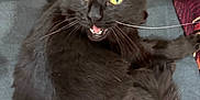 Triton joined the competition — help win amazing prizes! cat, black_cat, animal, pet, fur, whiskers, eyes, mouth_open, indoor, blanket, patterned_blanket, yellow, red, blue_surface, curled_up, feline, cute, alert, close_up, sitting