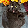 cat, black_cat, animal, pet, fur, whiskers, eyes, mouth_open, indoor, blanket, patterned_blanket, yellow, red, blue_surface, curled_up, feline, cute, alert, close_up, sitting