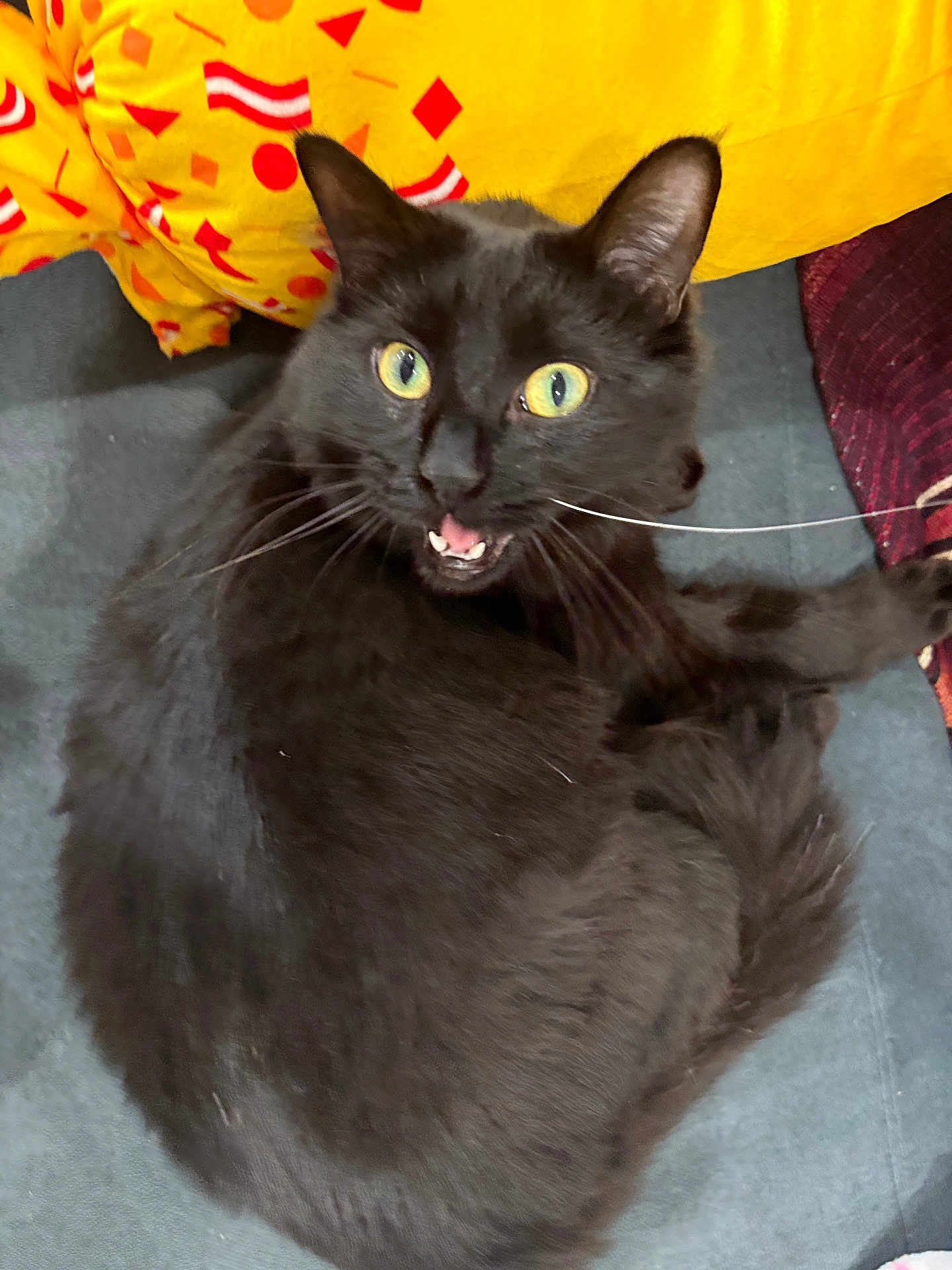 Triton joined the competition — help win amazing prizes! cat, black_cat, animal, pet, fur, whiskers, eyes, mouth_open, indoor, blanket, patterned_blanket, yellow, red, blue_surface, curled_up, feline, cute, alert, close_up, sitting