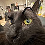 Triton is registered to the contest to win money with this photo: cat, black_cat, close_up, whiskers, yellow_eyes, fur, indoor, kitchen, person, blurry_background, digital_eyebrows, funny, animal, pet, nose, face, expression, mischievous, home, feline