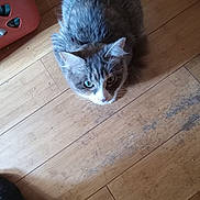 Violet joined the competition — help win amazing prizes! cat, gray_cat, white_cat, pet, animal, wooden_floor, flooring, indoor, home, curious, looking_up, whiskers, ears, fur, domestic_cat, feline, floor, household, quiet, still_life