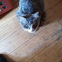 cat, gray_cat, white_cat, pet, animal, wooden_floor, flooring, indoor, home, curious, looking_up, whiskers, ears, fur, domestic_cat, feline, floor, household, quiet, still_life