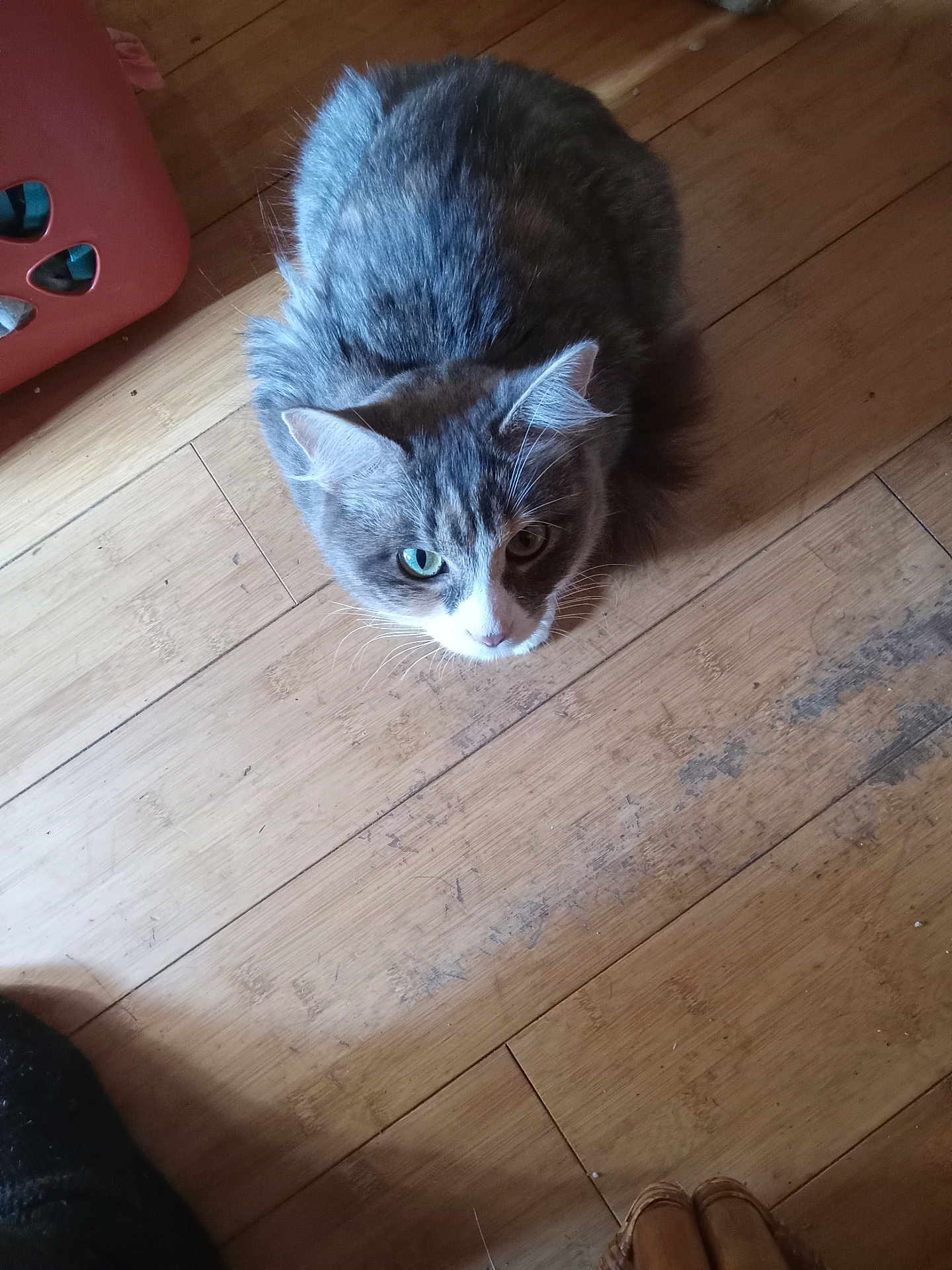 Violet joined the competition — help win amazing prizes! cat, gray_cat, white_cat, pet, animal, wooden_floor, flooring, indoor, home, curious, looking_up, whiskers, ears, fur, domestic_cat, feline, floor, household, quiet, still_life