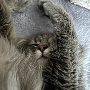 Lily participe au concours pour gagner de l'argent avec cette photo : cat, tabby, fluffy, paw, sleeping, relaxed, fur, closeup, nose, whiskers, indoor, soft, blanket, texture, cute, pet, animal, cozy, resting, feline