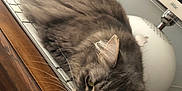 Lily a rejoint le concours — aidez-le/la à gagner de superbes lots ! cat, keyboard, computer, desk, wood, technology, pet, feline, gray, fur, indoor, resting, monitor, apple, office, cute, whiskers, ears, closeup, animal
