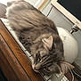 cat, keyboard, computer, desk, wood, technology, pet, feline, gray, fur, indoor, resting, monitor, apple, office, cute, whiskers, ears, closeup, animal