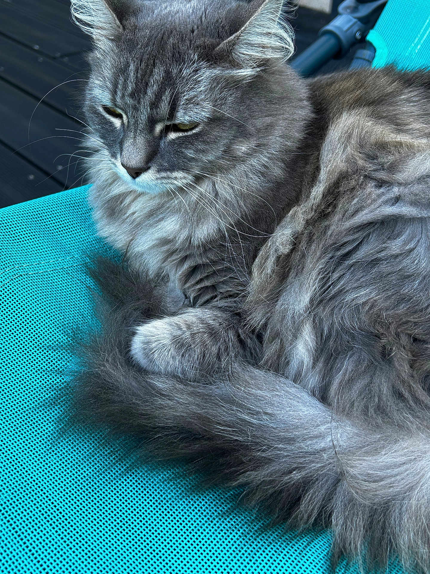Lily participe au concours pour gagner de l'argent avec cette photo : cat, gray_cat, fluffy_fur, pet, animal, relaxed, outdoor, chair, turquoise, mesh, tail, whiskers, paw, feline, close_up, resting, soft_fur, cute, domestic_cat, portrait